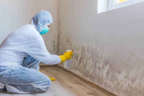 Licensed Mold Remediation service in Waverly, VA - WQB Mold Removal